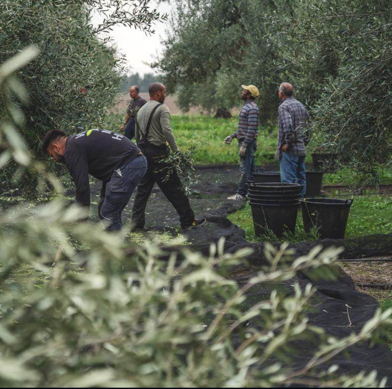 Casa del Agua Picual Sızma Zeytinyağı – Endülüs, İspanya